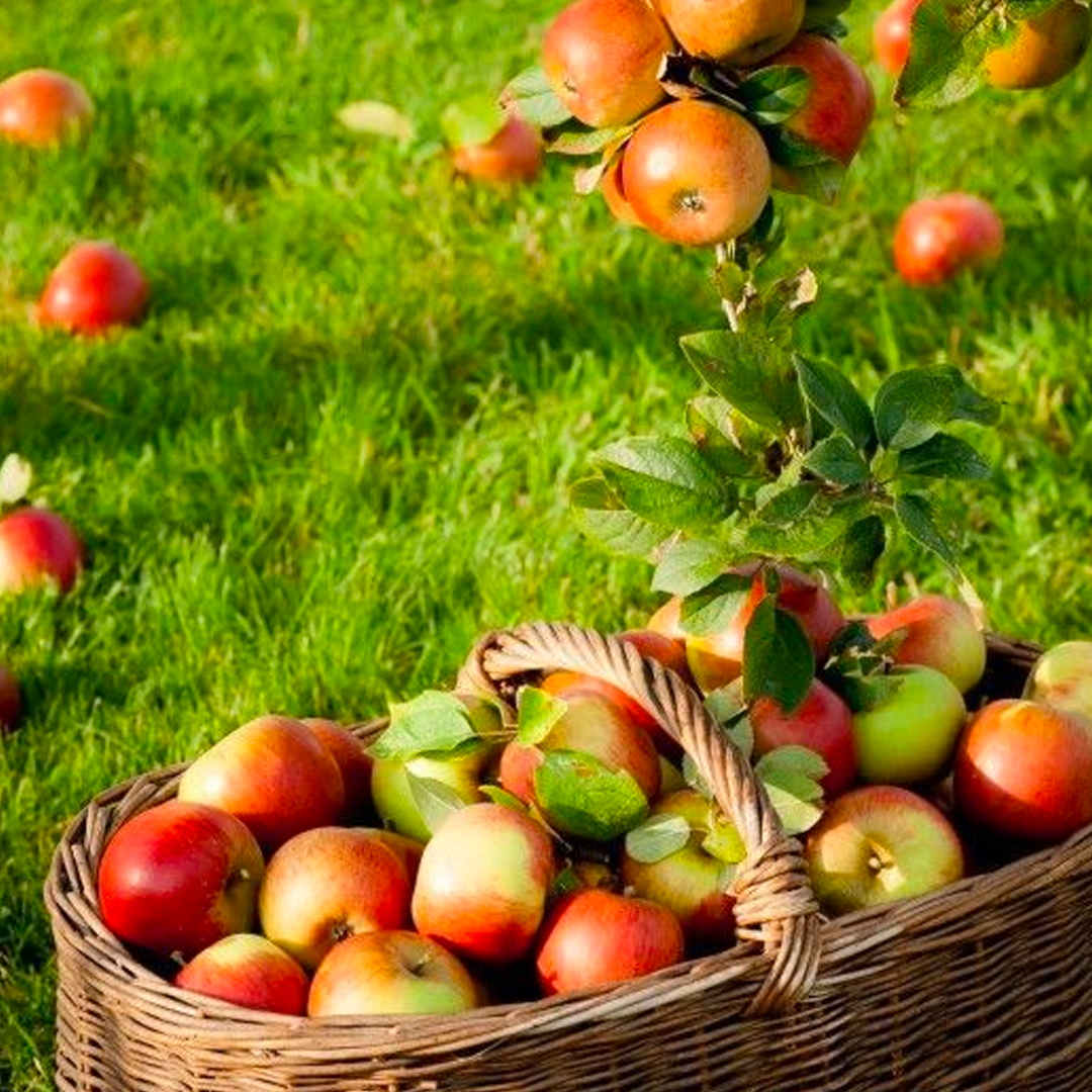 manzana al dia Envy