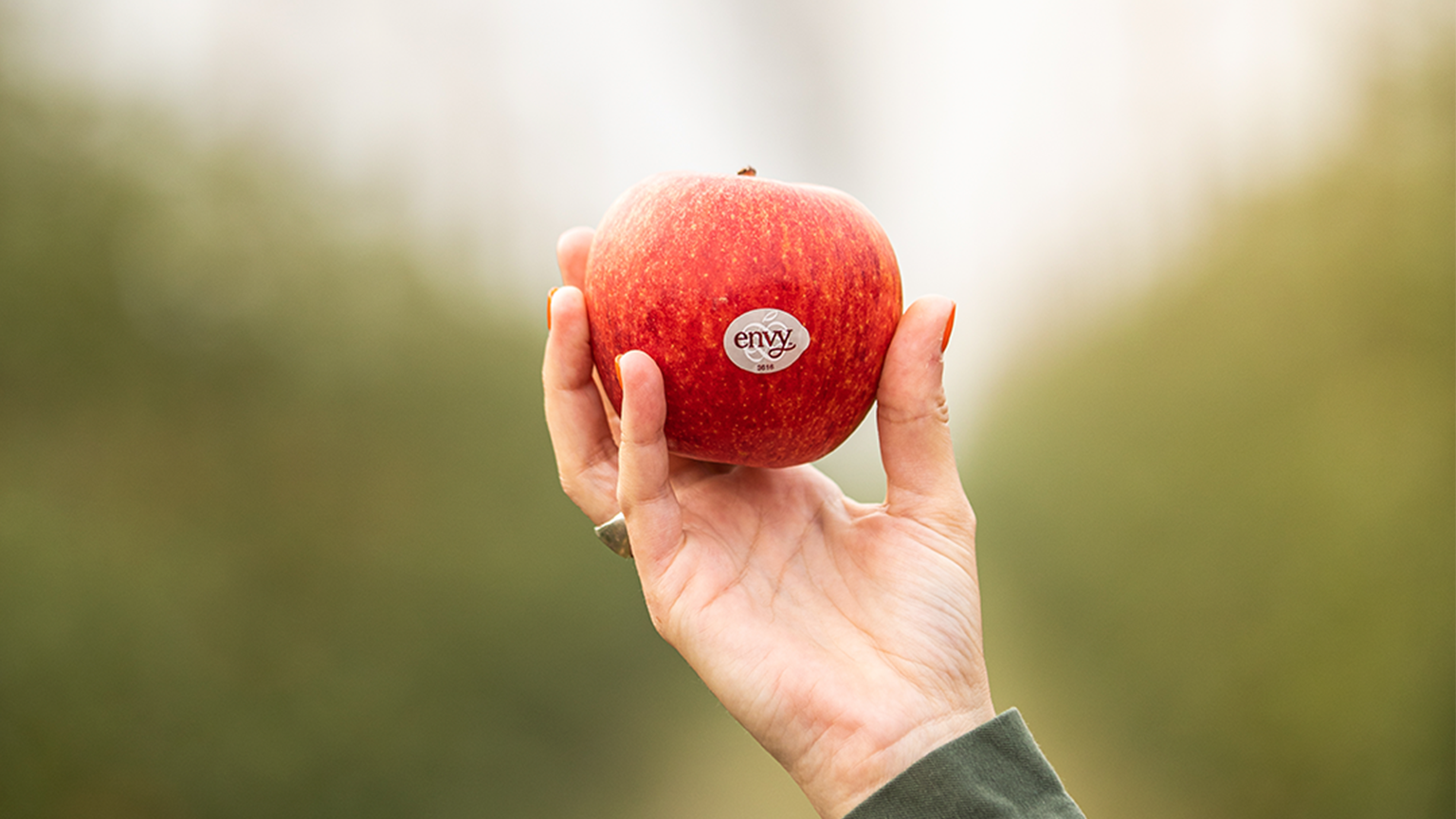 EL CICLO DE VIDA DE UNA MANZANA ENVY.